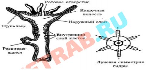 Ссылка кракена kraken clear com