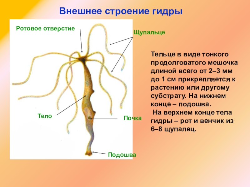 Как найти настоящую кракен даркнет ссылку